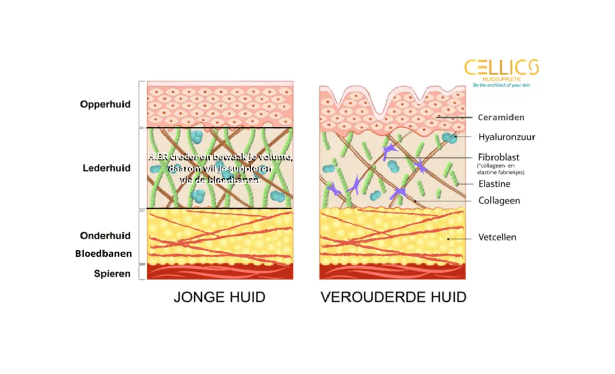 Wat is collageen? Wat doet dit en bijv. hyaluronzuur in de huidlagen?
