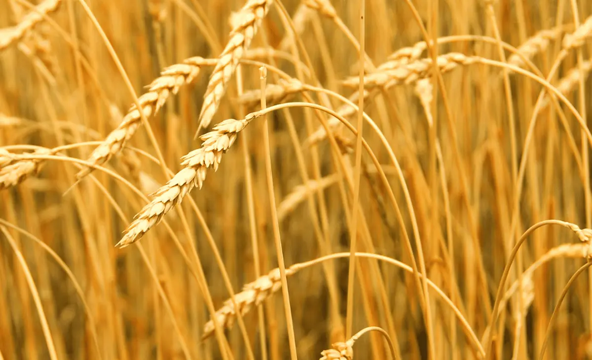 Graan eten, is dit nodig voor jouw gezondheid?